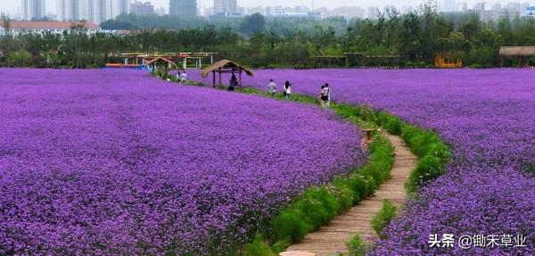 正義、期待-馬鞭草