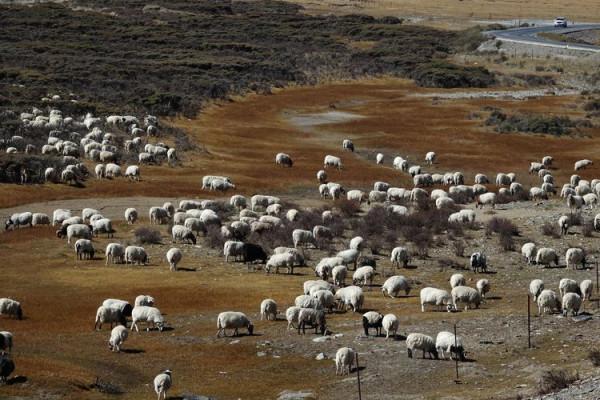 從天峻縣到木裡途中——陶玉和