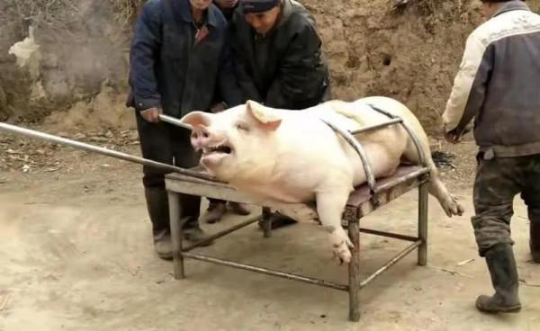 農民郭叔殺自家豬賣肉,為何執法部門要罰款10萬?這10萬罰的對嗎 農民郭叔殺自家豬賣肉,為何執法部門要罰款10萬?這10萬罰的對嗎