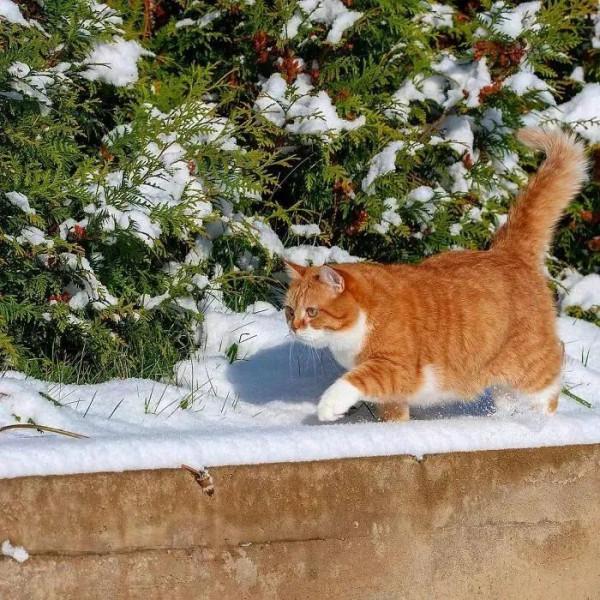 俄羅斯的胖橘，從流浪到人生贏家~逆襲喵生開始