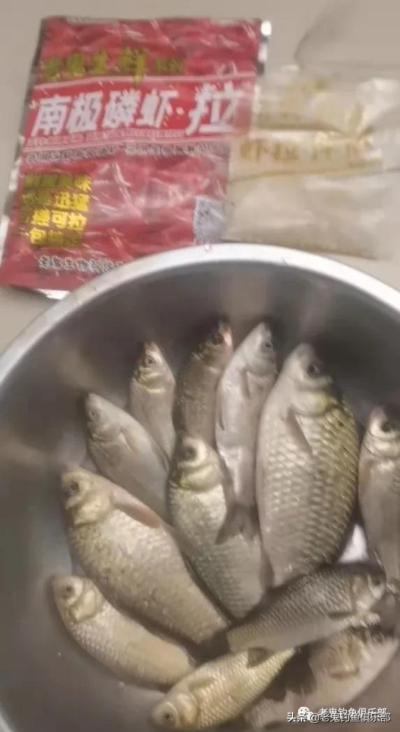 試釣南極磷蝦·拉，野釣鯽魚給力