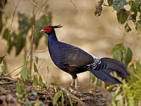 東江攬勝:收集常見鳥類圖譜之陸禽篇,攝鳥人自留地,建議收藏 東江攬勝:收集常見鳥類圖譜之陸禽篇,攝鳥人自留地,建議收藏