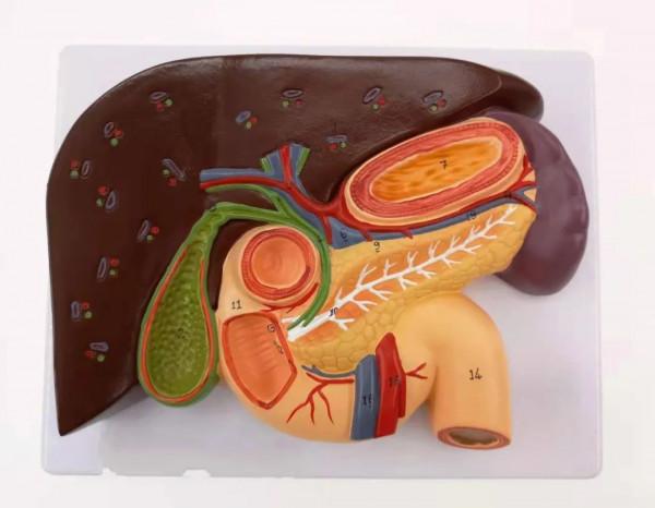 “兒科四大難證”之一的麻疹,究竟是怎樣形成的?你知道嗎? “兒科四大難證”之一的麻疹,究竟是怎樣形成的?你知道嗎?