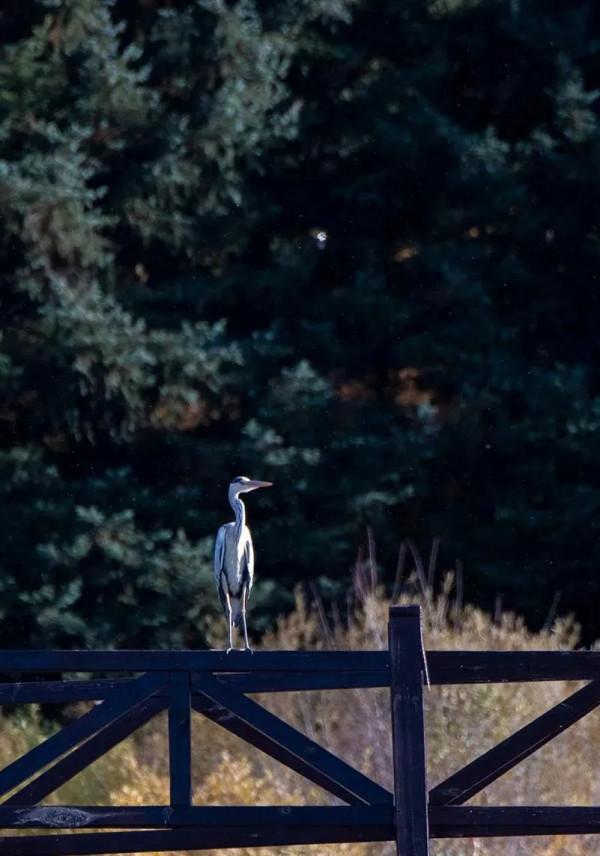 層林盡染的黃崗梁,許你一個秋天的童話 層林盡染的黃崗梁,許你一個秋天的童話