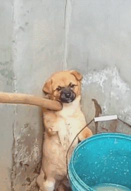 狗狗想告訴你的21件事,看完被感動到了 狗狗想告訴你的21件事,看完被感動到了