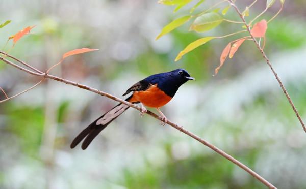 樂不思蜀的候鳥——白腰鵲鴝