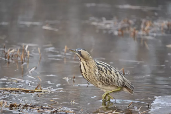 紀念版：一隻有故事的鳥，奧森拍鳥之大麻鳽