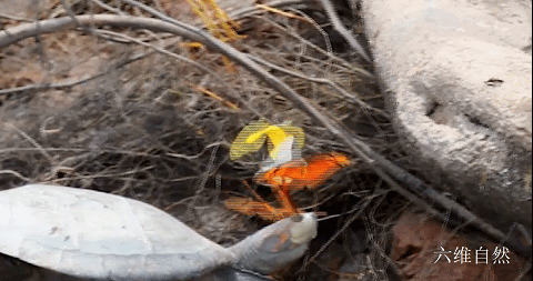 巴西一群烏龜剛上岸,就被一群蝴蝶圍著,蝴蝶還在吸食烏龜的眼淚 巴西一群烏龜剛上岸,就被一群蝴蝶圍著,蝴蝶還在吸食烏龜的眼淚