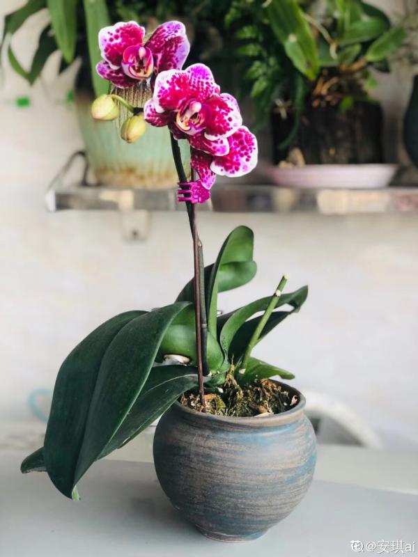 7種花，冬天人氣旺，夏天該咋養？