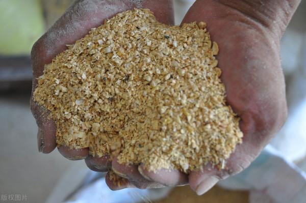 育肥牛新增多少蛋白質飼料最適宜