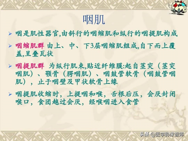 咽喉部解剖最全圖解，值得收藏