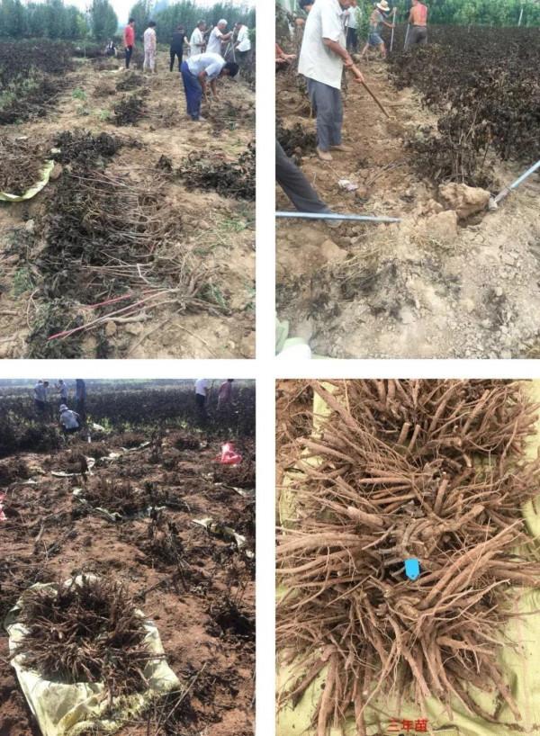 注意，芍藥一年種一次，晚了全年不開花