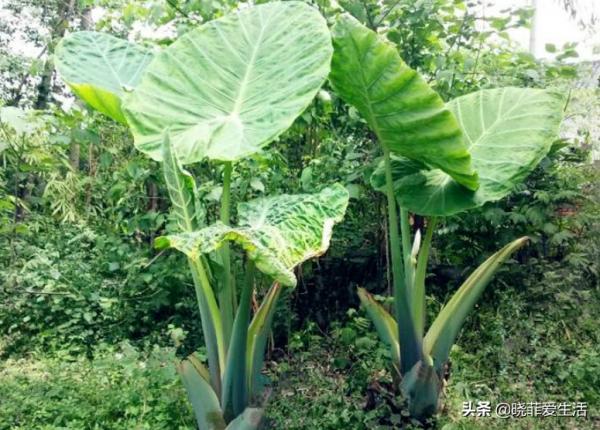 認識10種漂亮的“有毒花”，漲見識，避免傷害