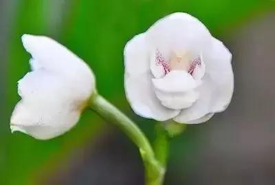 世界上100種奇花，你見過的有哪些