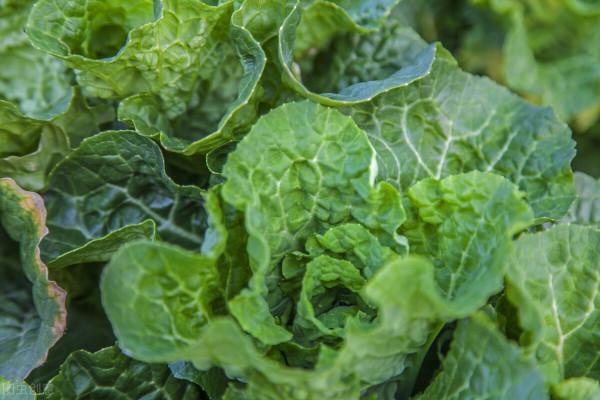 霜降白菜還用澆水嗎?根據溫度決定,不要翻老皇曆 霜降白菜還用澆水嗎?根據溫度決定,不要翻老皇曆