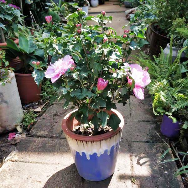 人養花，花亦養人！8種能“吃”的花，漂亮又美味，建議養一盆