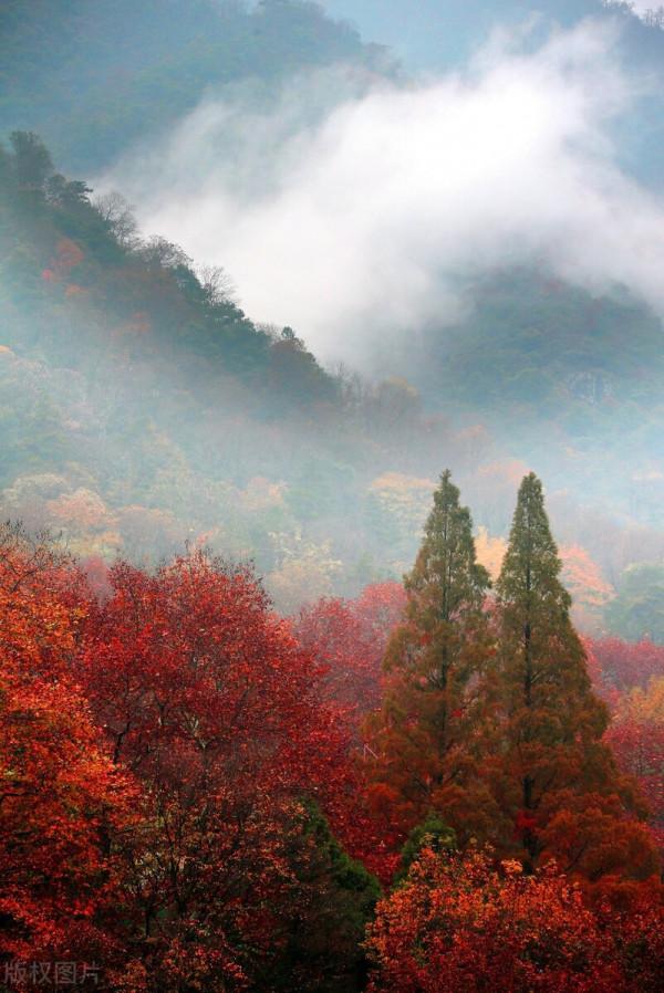 紅色才是中國秋天的主打色！這17處楓葉觀賞地，總有一個能驚豔你