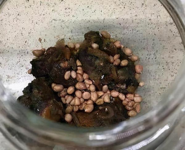 君子蘭、蟹爪蘭總是不開花，弄條魚養一養，花朵到處“亂竄”