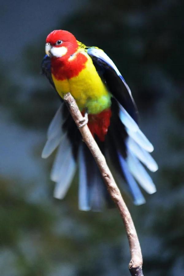 分享一一五彩鳥圖片