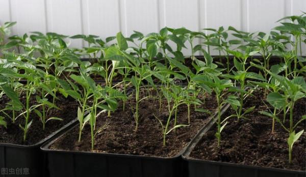 四個蔬菜高產土辦法，不用肥也不用藥，自然就能增加產量