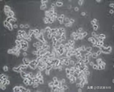 細胞鋪板的3種手法，這樣鋪更均勻