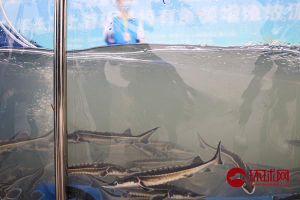 5萬尾長江鱘將放流長江，創歷史新高