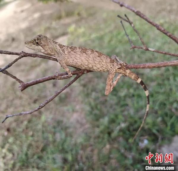 科研人員在緬甸北部發現喉褶蜥屬新物種——欽敦喉褶蜥 科研人員在緬甸北部發現喉褶蜥屬新物種——欽敦喉褶蜥