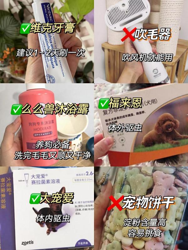 養狗新手接狗前，這些一定要清楚