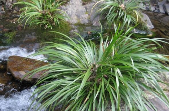 河邊石縫中常見的野草,外形酷似石蒜,價值珍貴,遇見記得帶回家 河邊石縫中常見的野草,外形酷似石蒜,價值珍貴,遇見記得帶回家