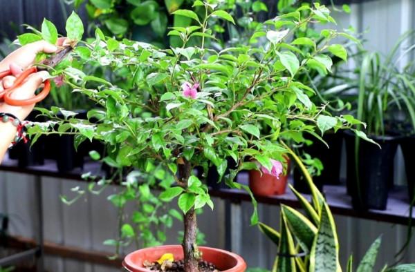 三角梅秋季不開花，按照“2多1控”來養，讓它花苞開滿枝頭
