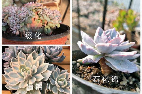 這“三多肉”都是顏值派,無需日曬也能上色,葉片緊湊還易群生 這“三多肉”都是顏值派,無需日曬也能上色,葉片緊湊還易群生