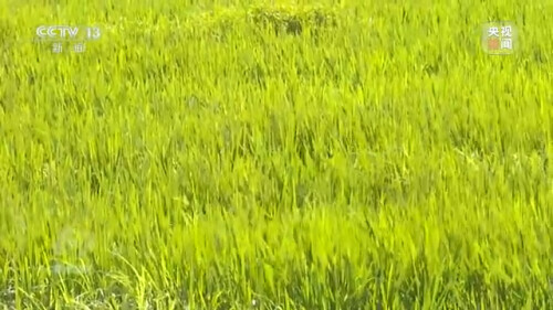 農業：走上高質量發展之路