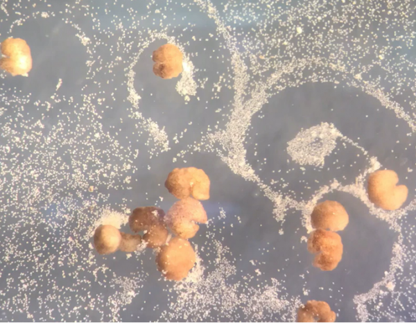 機器人也會生孩子了