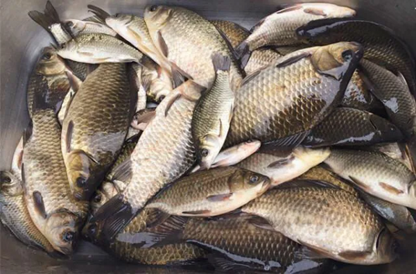 野釣下竿之前，做好這些準備，不再為了魚獲發愁