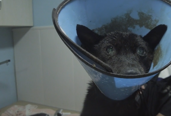 四川：為了一口肉，狗狗丟了半條命，狗狗：不愛為什麼要養我