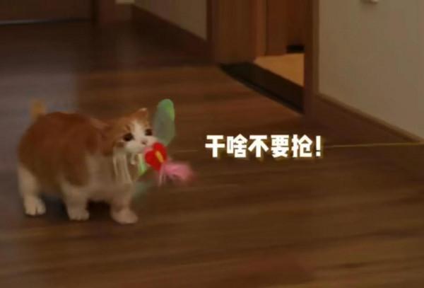 陳皮到豬皮 陳皮到豬皮