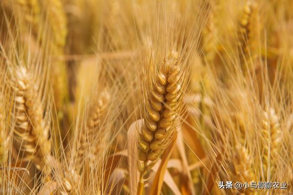 小麥選底肥，二銨產量高不高，那要看怎麼用