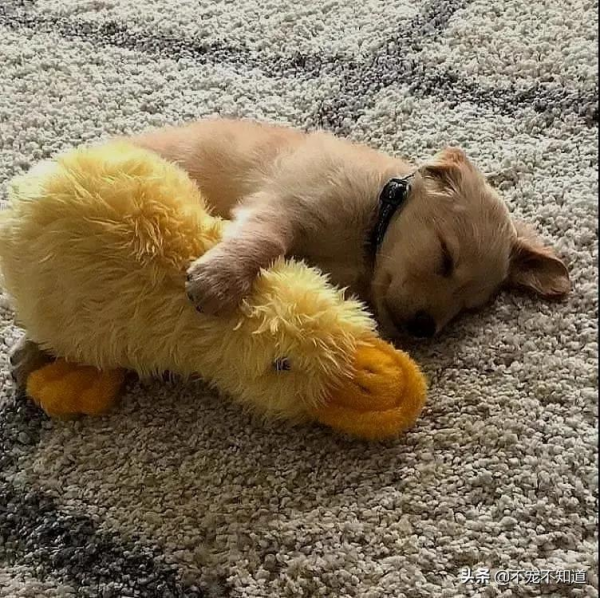 小奶狗影帝附體！飛奔、滑倒、爬起，碰瓷三連一氣呵成