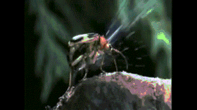 神奇的昆蟲逃生