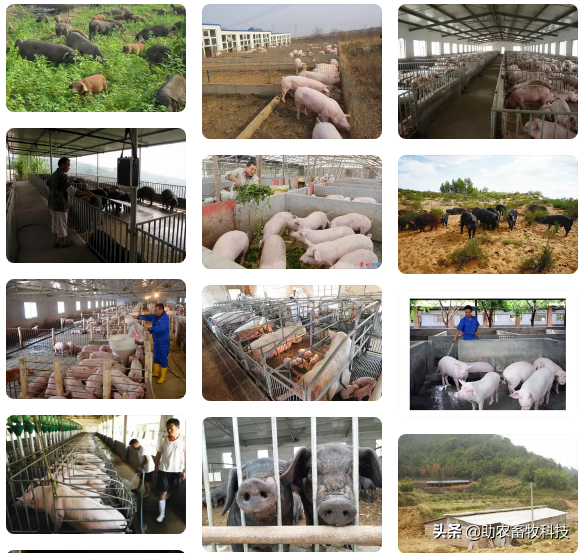 今後只有三種豬場（自有散養豬場）是可以長期保持穩定盈利的