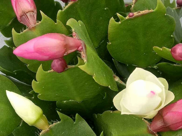 7種花現在剪一刀，剃個小平頭，滿盆冒新葉子