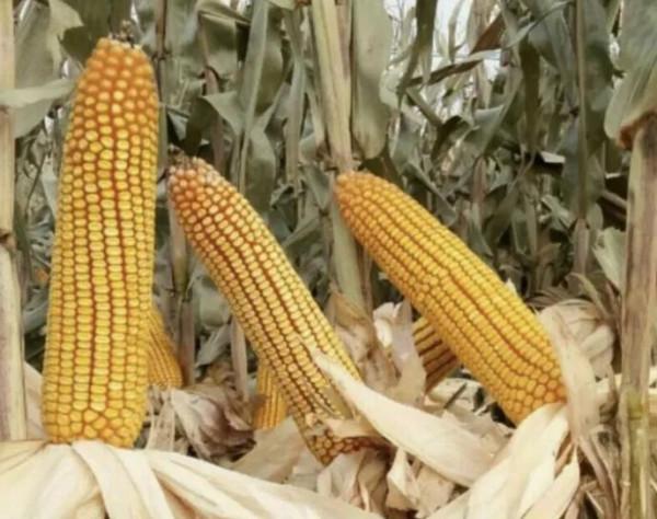 畝產2875斤，榮獲“高產冠軍”，這個超高產玉米品種源自何方？