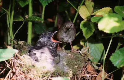 “胎教”不僅存在於人類,雛鳥在蛋裡就能識別媽媽的聲音 “胎教”不僅存在於人類,雛鳥在蛋裡就能識別媽媽的聲音