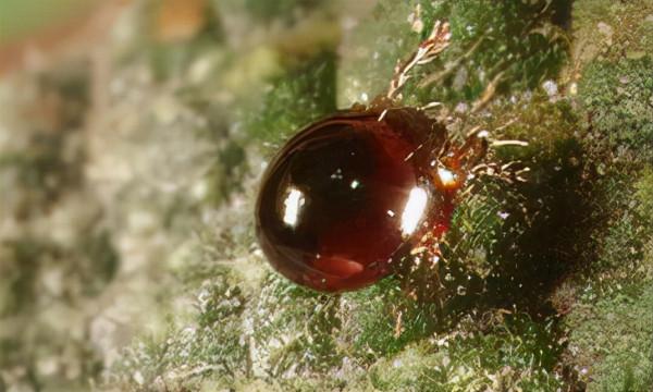 土壤裡活躍著各種微生物，是土壤肥沃的重要組成部分