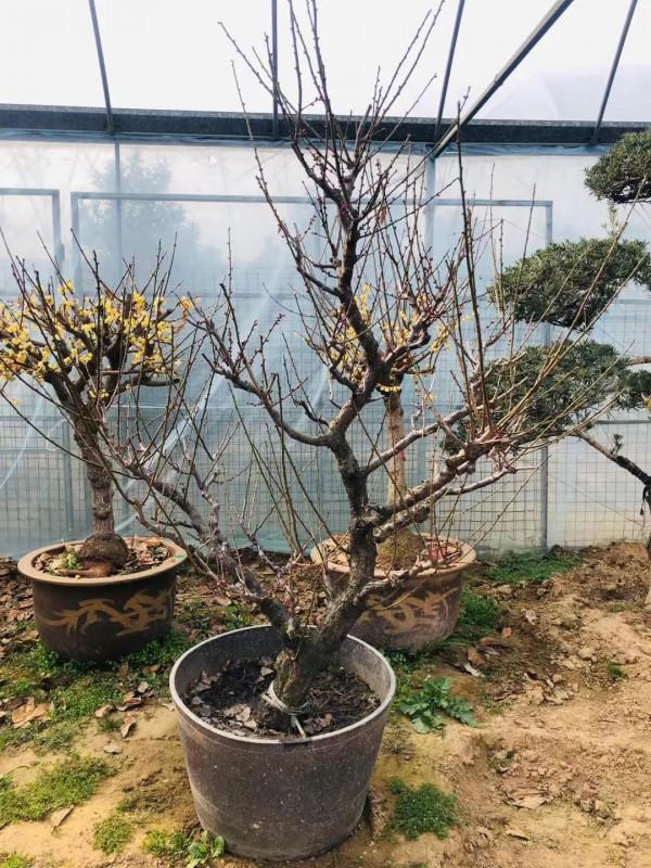 分享一組精品原生態骨裡紅