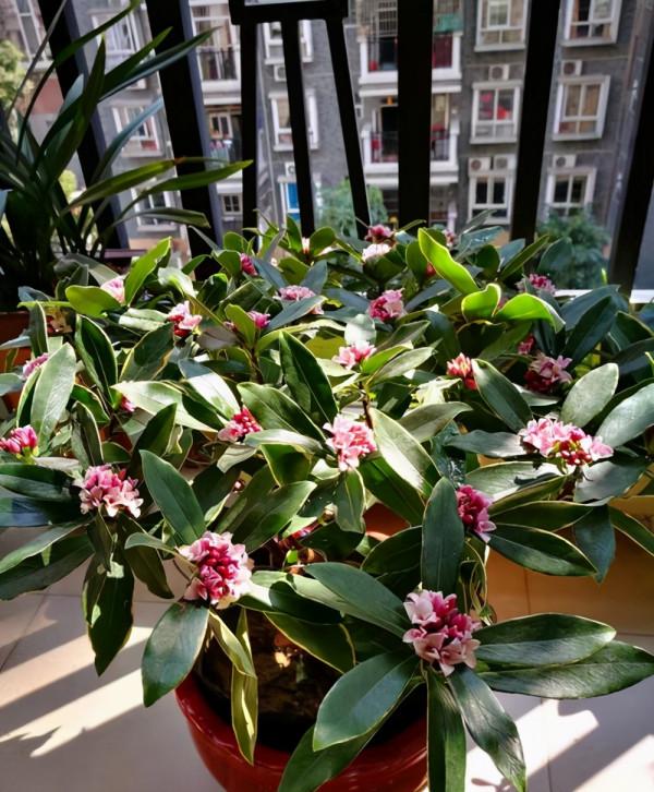 3種養人花，越養越養“貴氣”，養在家裡“很划算”