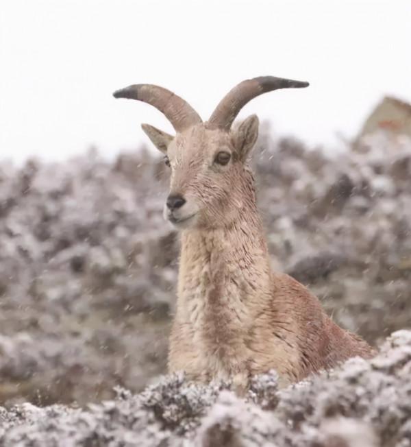 山羊的平衡力，超乎你的想象