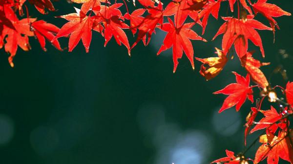 一首寫離別的佳作,全文沒有一個“離”字,卻處處都是離情 一首寫離別的佳作,全文沒有一個“離”字,卻處處都是離情