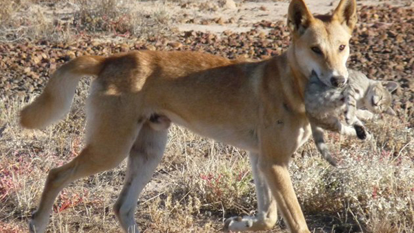 “村口大黃”到澳變身頂級殺手,吃袋鼠偷綿羊讓人頭疼,憑什麼? “村口大黃”到澳變身頂級殺手,吃袋鼠偷綿羊讓人頭疼,憑什麼?