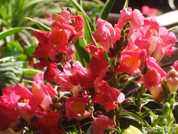 9種花,光照時間越短越容易爆盆,曬太久反而不開花 9種花,光照時間越短越容易爆盆,曬太久反而不開花